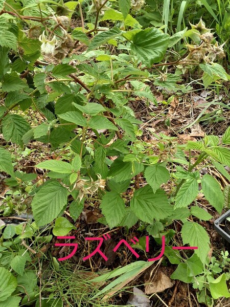 信州 ラズベリー 抜き苗 4本 ネコポス