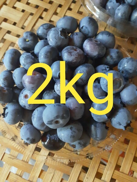長野県産 小中サイズ ブルーベリー 2kg 農薬化学肥料不使用