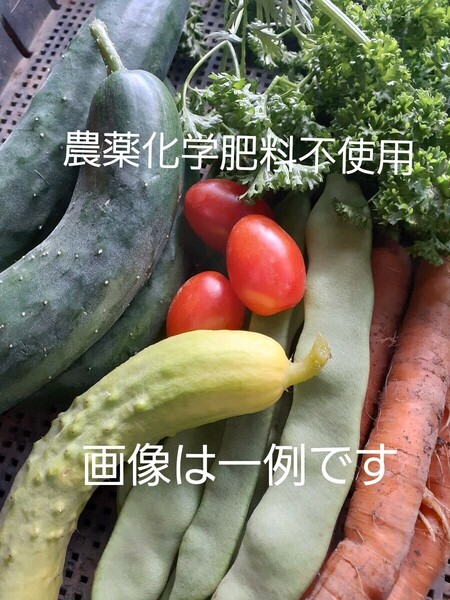 長野県産 野菜 農薬化学肥料不使用 野菜 ネコポス