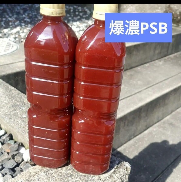 温度管理培養 激濃 光合成細菌 PSB 培養に! 1800ml