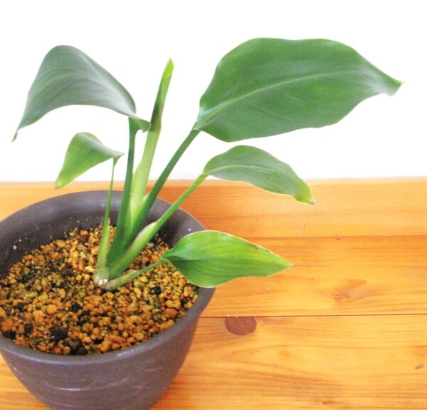 ストレリチア オーガスタ 新芽も出ています 大きくなる観葉植物 抜き苗発送