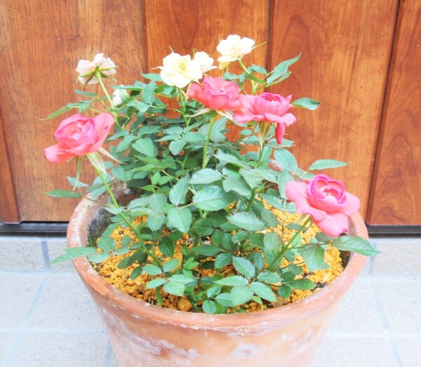 ミニバラ苗 4株植え 薔薇 ハレルヤ 四季咲き 病気に強い 初心者向き 抜き苗発送