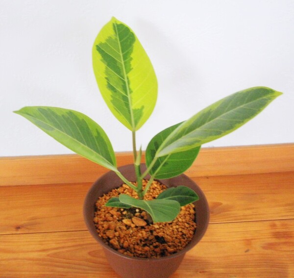 フィカス アルテシマ ●爽やか明るめグリーンコントラストの斑入り● 丈夫な観葉植物 抜き苗発送