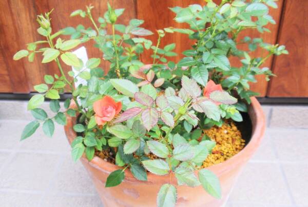 ミニバラ苗 4株植え 薔薇 ハレルヤ 四季咲き 強健 初心者向き 抜き苗発送