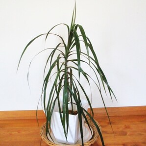 ドラセナ コンシンネ 観葉植物 艶のあるシャープな葉 鉢底からの高さ70㎝ 鉢植えのまま発送