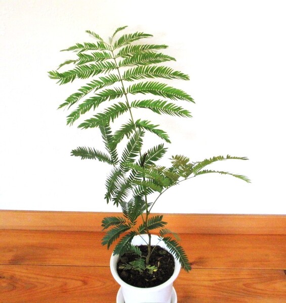 エバーフレッシュ ネムノキ 生育旺盛 観葉植物 休眠運動 綿毛のような薄桃色のお花が咲く 鉢植えのまま発送