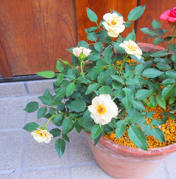 ミニバラ苗 ヘナ 5株植え 薔薇 四季咲き 多花性 抜き苗発送