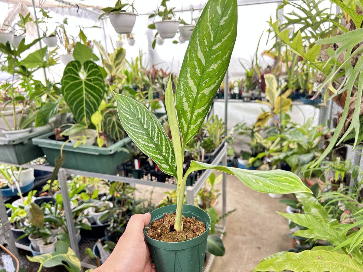 アグラオネマ　カーティシー　現品　レオン　leon 観葉植物　マチルダ アグラオネマ カーティシー 現品 レオン leon 観葉植物 マチルダ