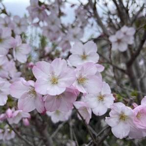 御殿場桜 挿し穂 10本 ■送料無料 ごてんば桜 さくら 挿木 庭木 ゆうパケット発送 低木 挿し木 植木