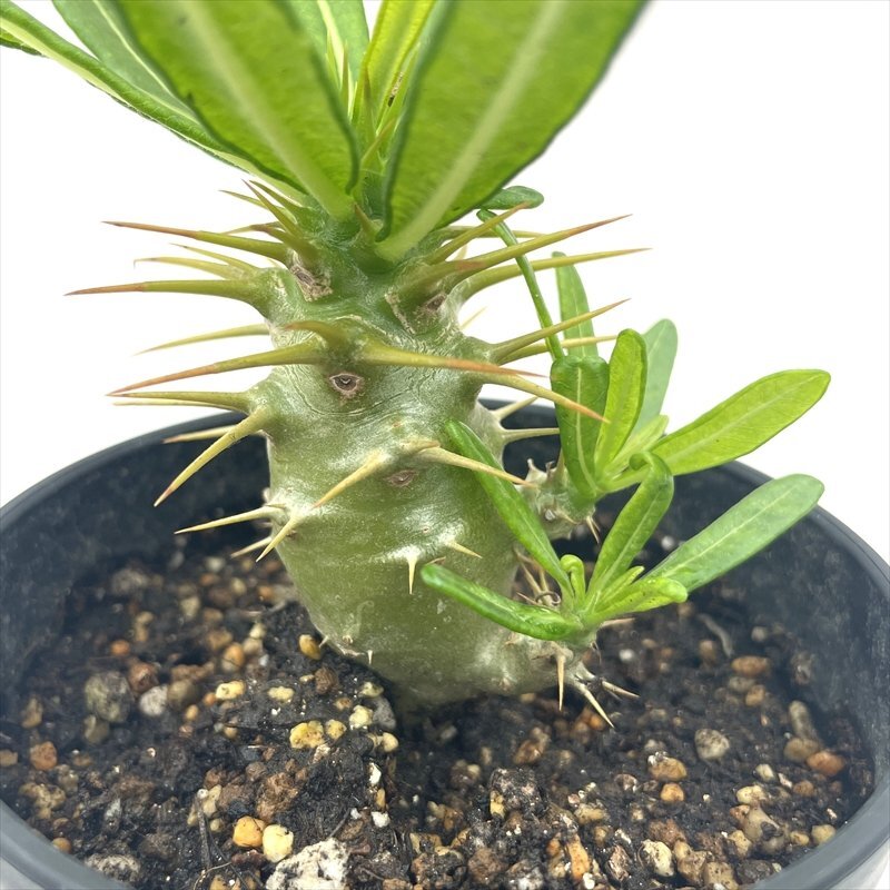 1627 珍奇植物 サボテン パキポディウム アンボンゲンセ 実生 極美株 海外実生のアンボンゲンセ🪴 日本実生とはサイズが全然違う