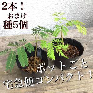 2本♪ポットごと宅急便コンパクト!実生苗ホウオウボク(鳳凰木Delonix regiaデロニクスレジア)(26)(73)おまけ種5個!ヤフオクおてがる配送
