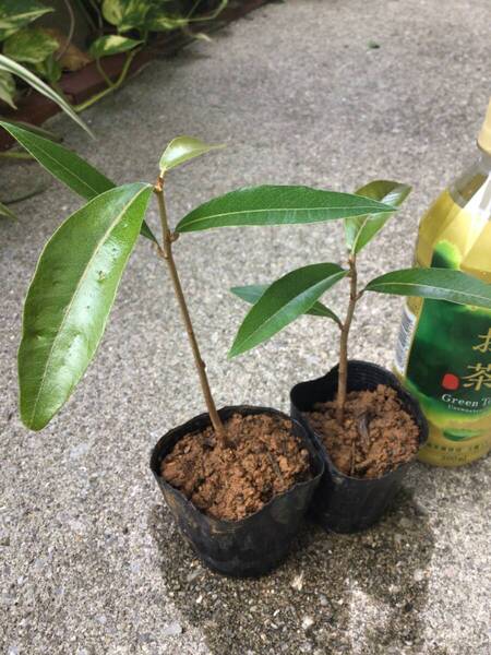 2本♪ポットごと宅急便コンパクト発送!沖縄県産 実生苗サキシマスオウノキ(先島蘇芳木)(57)(59) ヤ フオクおてがる配送