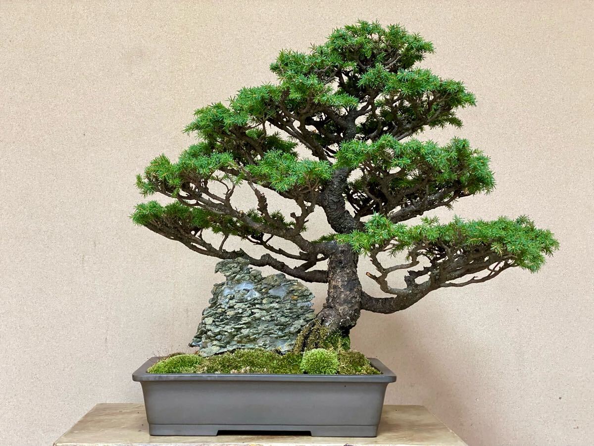 Yahoo!オークション -「八房蝦夷松」(盆栽) の落札相場・落札価格