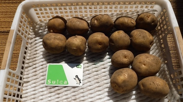 【岩手盛岡産】北あかり 15キロ 小サイズ (きたあかり キタアカリ)農薬不使用
