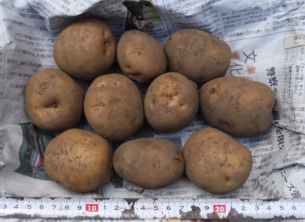 【岩手盛岡産】北あかり 15キロ Mサイズ (きたあかり キタアカリ)農薬不使用