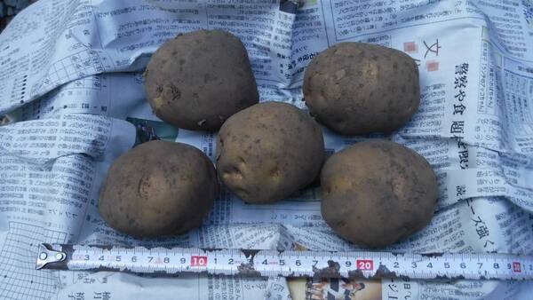 【岩手盛岡産】北あかり 5キロ 2Lサイズ (きたあかり キタアカリ)農薬不使用
