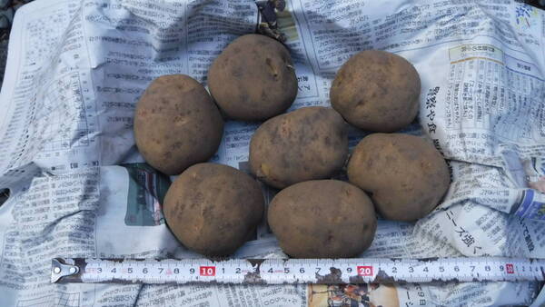 【岩手盛岡産】北あかり 5キロ Lサイズ (きたあかり キタアカリ)農薬不使用