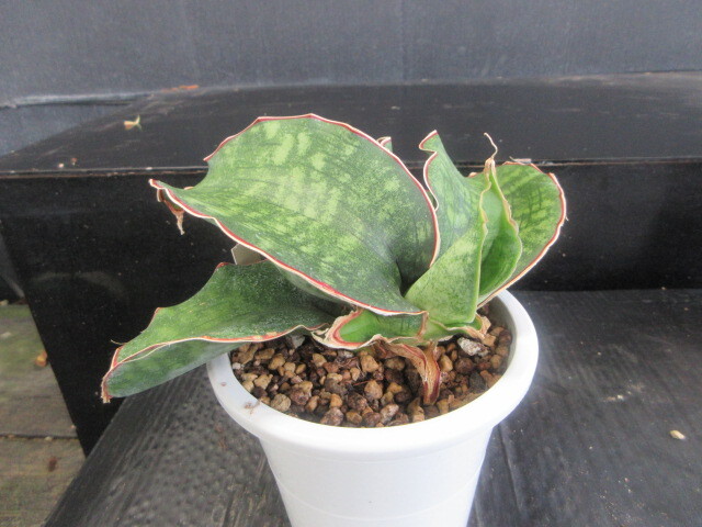 HIRO　サンセベリア　ダンシングドラゴン　希少　送料無料 Yahoo!オークション -「サンスベリア ドラゴン」(その他) (観葉