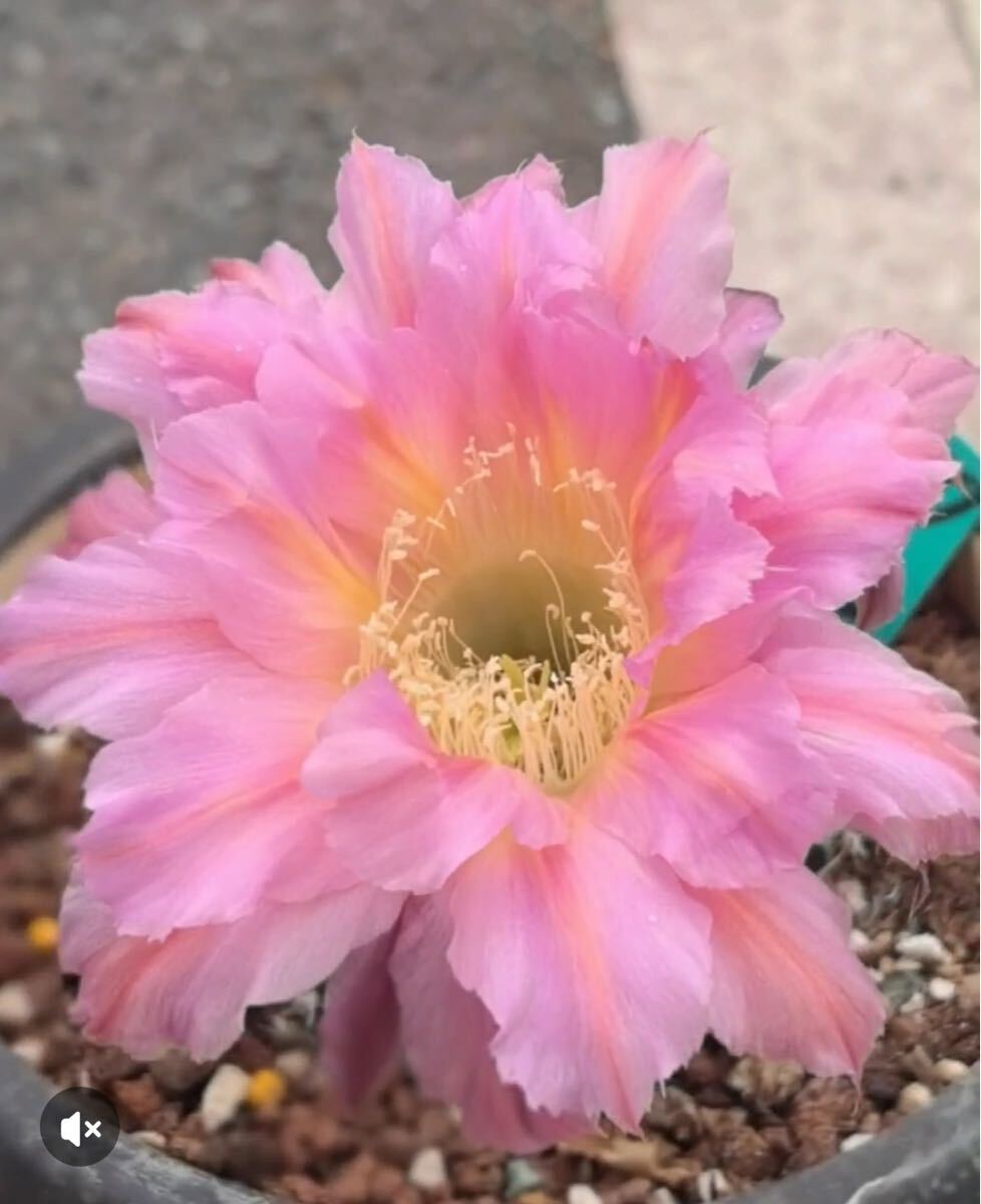 花サボテン　彩雲１点　シャンパン１点　グランドスラム１点　七仙女１点　大輪咲き Yahoo!オークション - 大輪花サボテン グランドスラム