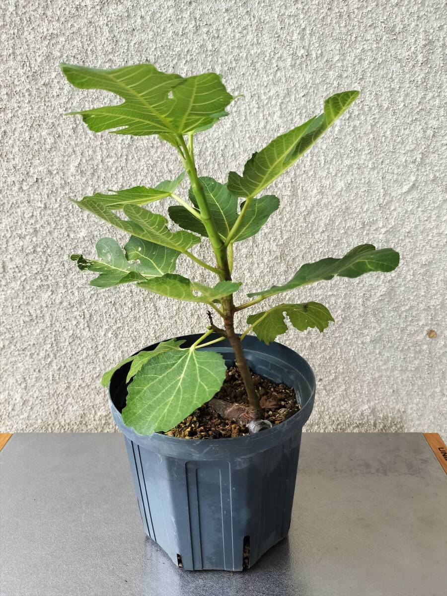 イチジクの苗 LUCENE リカーンさま専用 イチジク - ブルーベリーやスモークツリーなど植物苗の通販店