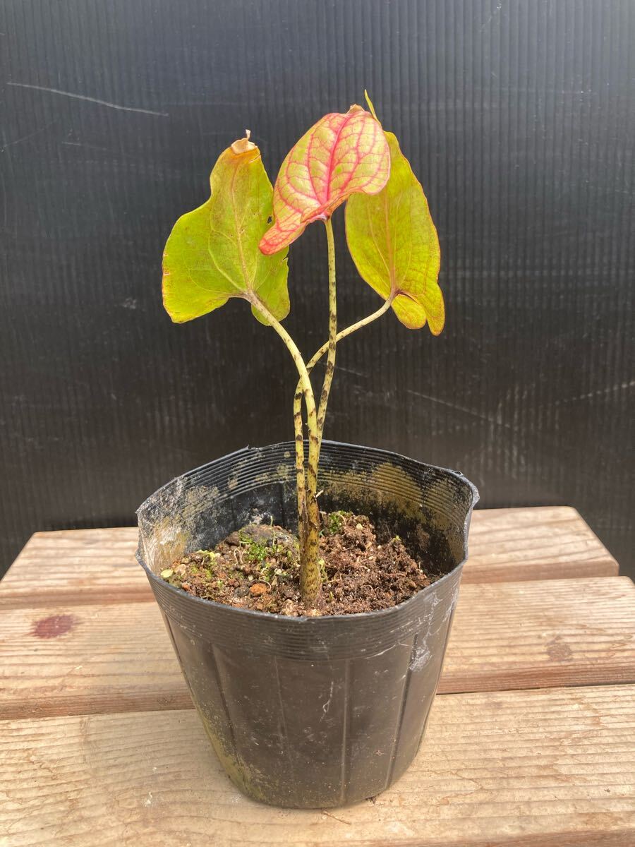 Yahoo!オークション -「(キルト キルティング)」(観葉植物) の