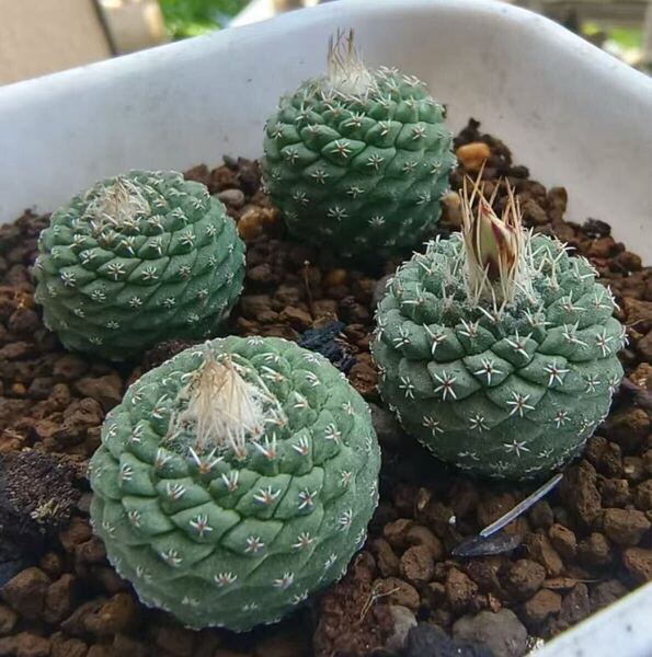 多肉植物 サボテン 菊水 実生苗 約2.5cm-3cm 高級株1株入り 実生