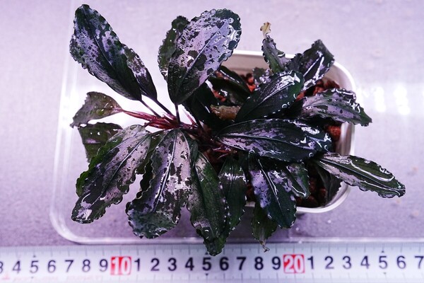 特大ブラウニーゴースト ポット株 組織培養 水上葉 水草セット 無農薬 ブセファランドラ