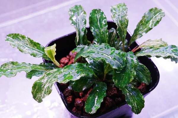 グリーンウェービー班入り バリエガータ ポット株 水上葉 水草セット 無農薬 ブセファランドラ
