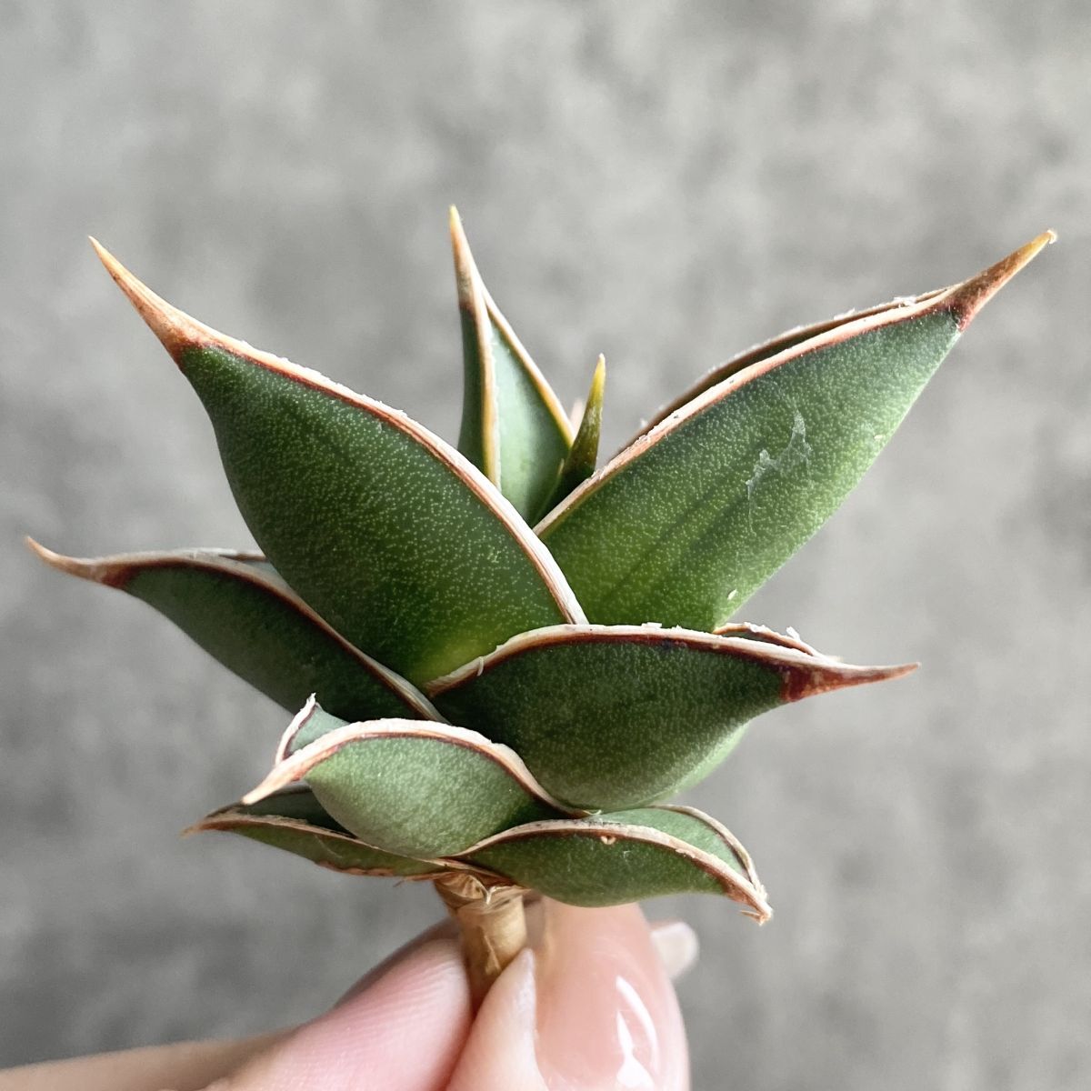 t*a様 S5000★オークション★サンスベリア ピングイキュラ ヴァエリガータ t*a様 S5000☆オークション☆サンスベリア ピングイキュラ