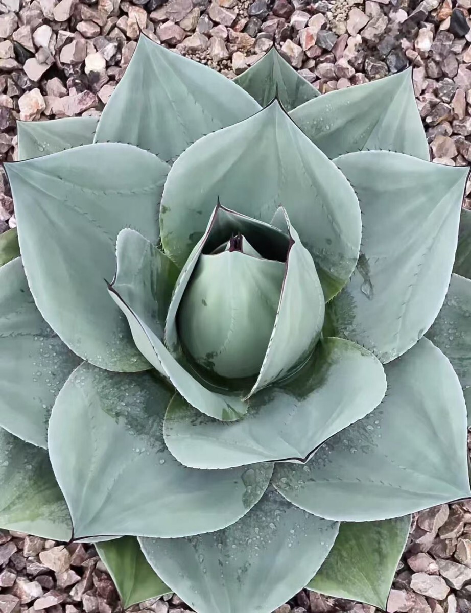 A001 特選アガベ オバティフォリアオルカ Agavetitanota極上大株 A227 特選アガベ オバティフォリアオルカ Agavetitanota極上大株