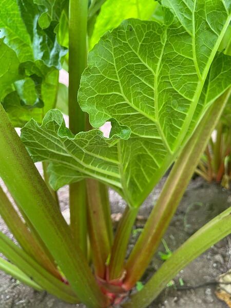 ルバーブ4キロ 千葉県産無農薬栽培