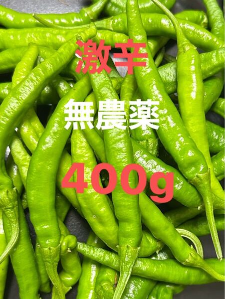 激辛青唐辛子(400g)