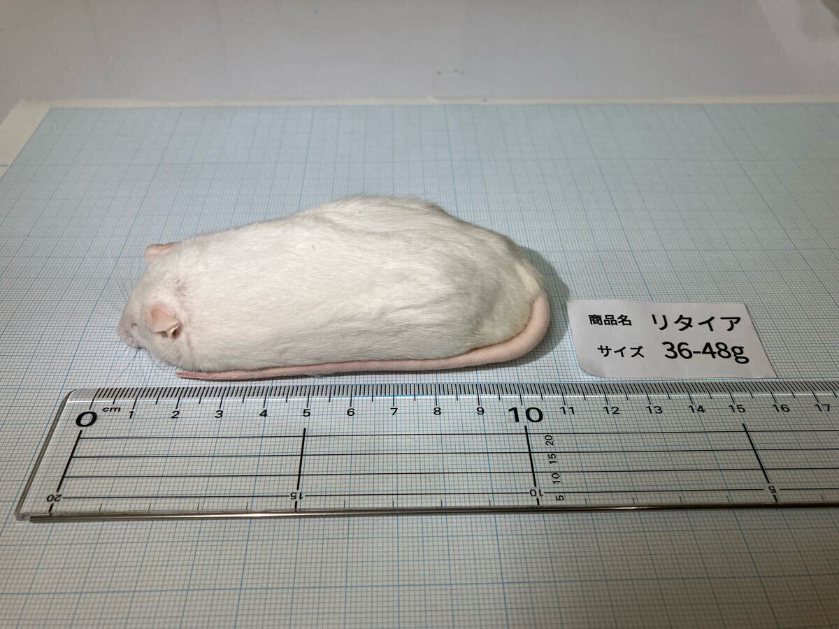 国産冷凍リタイアマウス30匹　送料込　沖縄及離島発送別料金　即日発送　同梱可 国産冷凍リタイアマウス 30匹 送料込み 即日発送 同梱可の通販