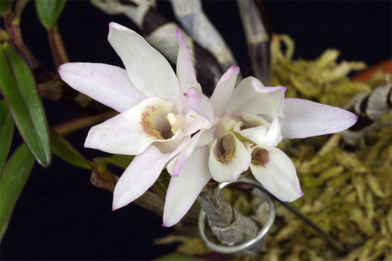 セッコクの大株です 縦横30cmくらいです 1週間くらいで発送出来ます セッコクの大株です 縦横30cmくらいです 1週間くらいで発送出来ます