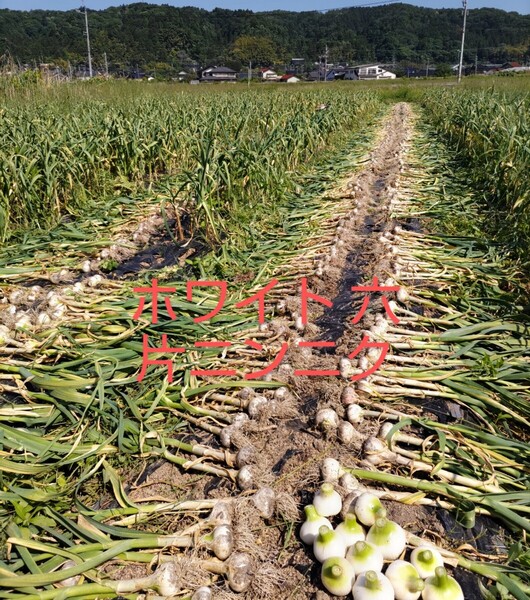 にんにく玉 1.2kg をばらした ホワイト六片700g程