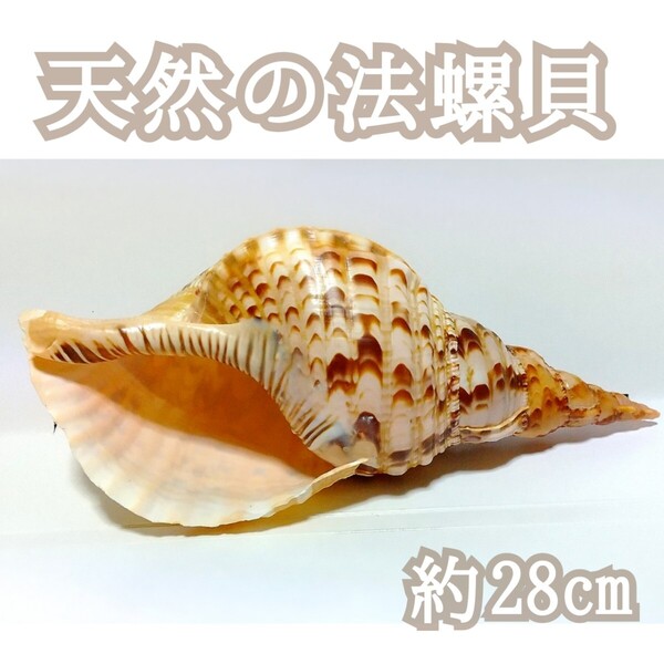 法螺貝 ホラ貝 ほら貝 巻き貝 美品 インテリア オブジェ 標本 大きい貝 観賞用 置物 魔除け 海 きれいな貝 貝採集 夏休み 自由研究 貝 貝殻
