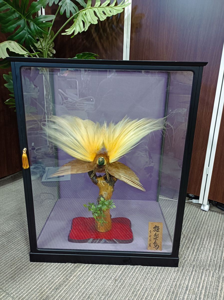 極楽鳥の剥製　置物　ガラスケース入り　直接取り引き希望 2025年最新】剥製 極楽鳥の人気アイテム - メルカリ