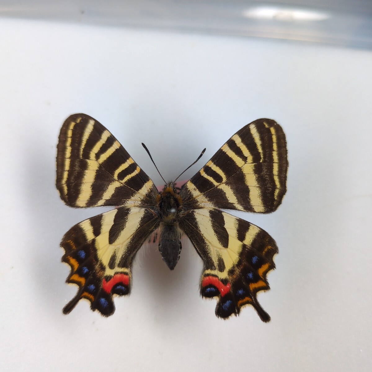 ギフチョウ♂/和歌山県.龍門山産【標本】 蝶標本 日本各地のギフチョウ4頭 - メルカリ