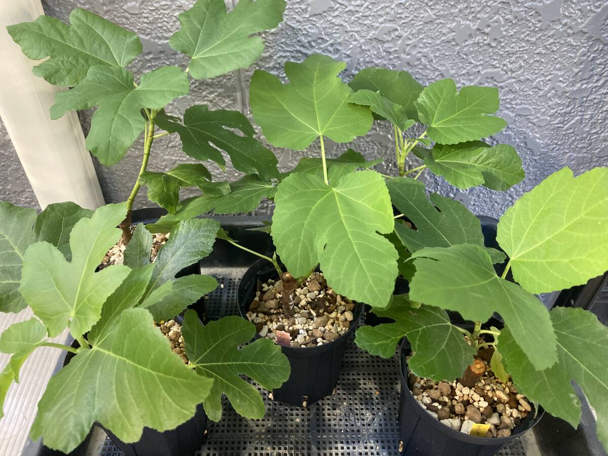 イチジク苗木　リサ　メアリーレーン　セット　大株 楽天市場】（観葉植物）果樹苗 イチジク リサ（夏秋兼用品種）3