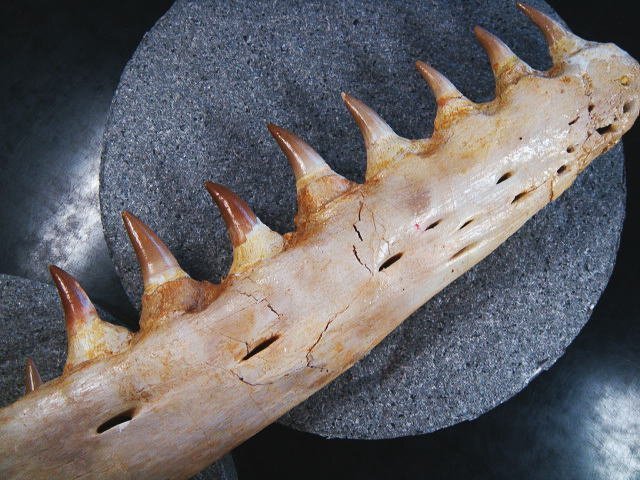 非常に希少なPluridens serpentisモササウルスの顎の化石 非常に珍しいナチュラルな一個体標本！モササウルス（Mosasaurus