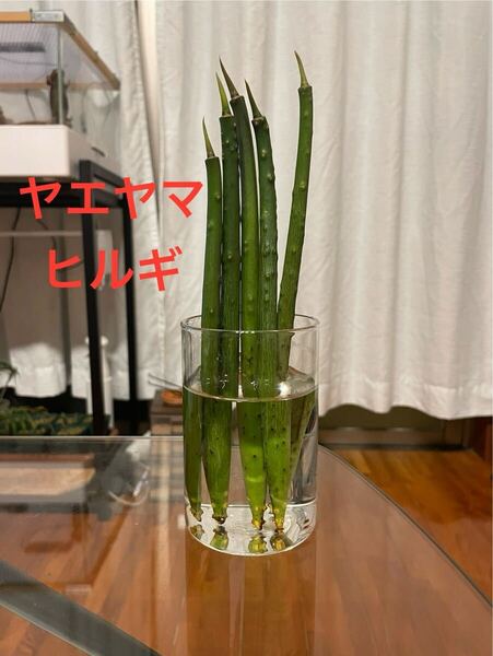亜熱帯植物マングローブ ヤエヤマヒルギ5本