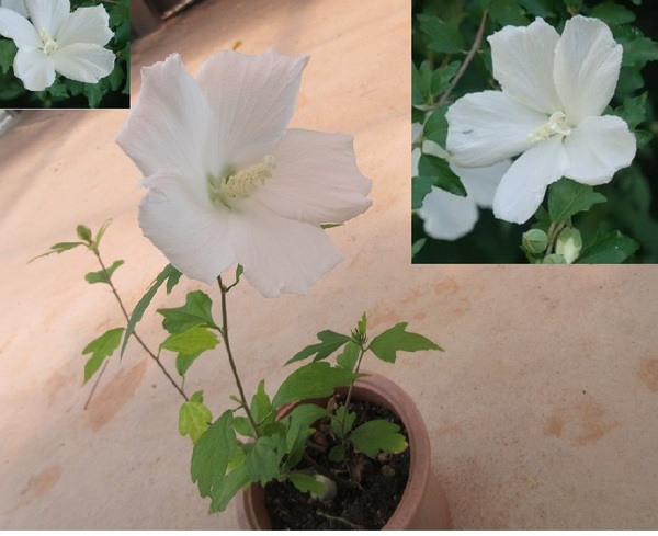 夏の純白「ムクゲ.木槿」2本.開花蕾付き/抜き苗