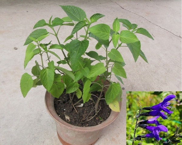 夏の青.宿根草「メドーセージ」複数本/移植用抜き苗