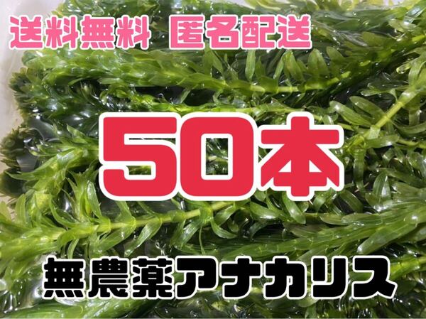 送料無料 無農薬 穂先付きアナカリス オオカナダモ 50本 即決価格 ザリガニ エビ 金魚 メダカ 熱帯魚 金魚草 金魚藻 水草 ビオトープ