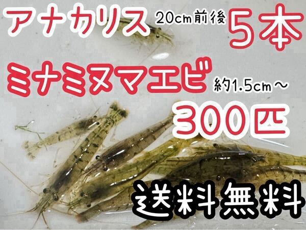 送料無料 アナカリス5本とミナミヌマエビ300匹+αセット即決価格 川エビ 淡水エビ 餌 水草 離れ島不可 死着保証なしダンボール発送