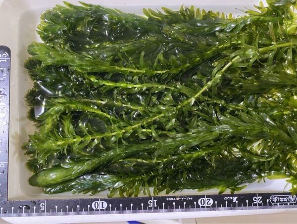 無農薬 穂先付きアナカリス 20本 20cm以上 即決価格 エビ ザリガニ メダカ 金魚 餌 金魚草 金魚藻 水草 ビオトープ 産卵藻にも