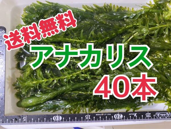送料無料 無農薬 アナカリス 40本 20cm前後 即決価格 エビ ザリガニ メダカ 金魚 餌 金魚草 金魚藻 送料込 オオカナダモ