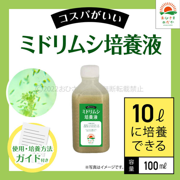 高コスパ【ミドリムシ培養液 100ml 10L培養分 送料無料】メダカ めだか 金魚 ミジンコ ゾウリムシ クロレラ 針子 PSB 培養に