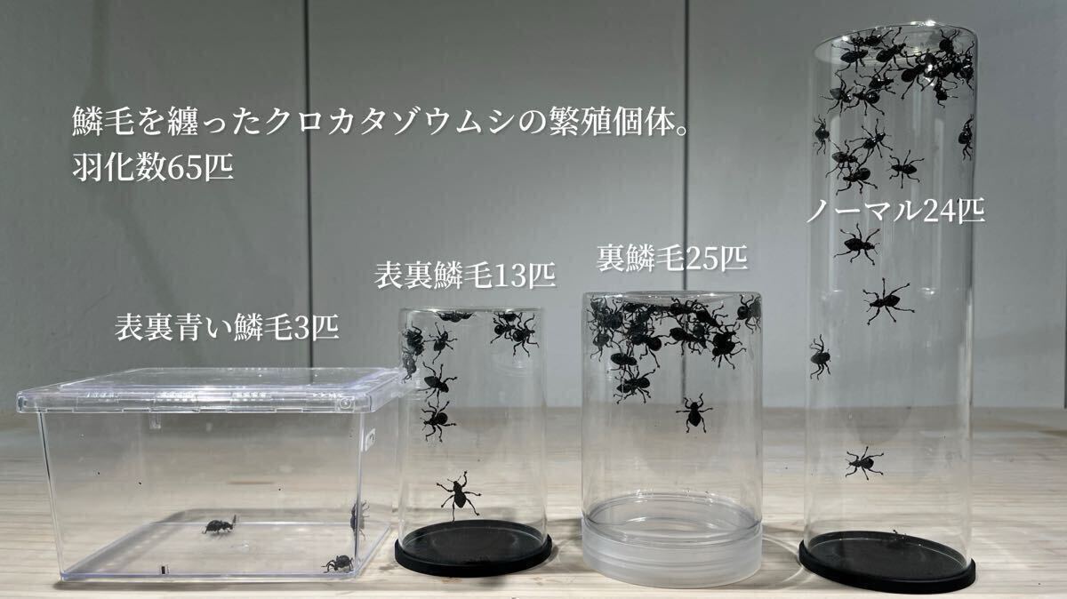 01111 カタゾウムシ　10種セットＡ 2025年最新】カタゾウムシの人気アイテム - メルカリ