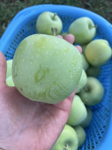 長野県産 摘果りんご サンふじ 約8キロ〜10キロ 雹害